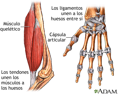 Tendones y ligamentos