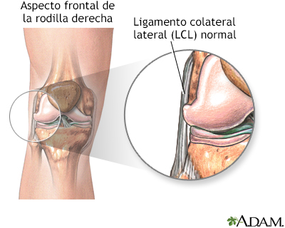 Ligamento colateral externo