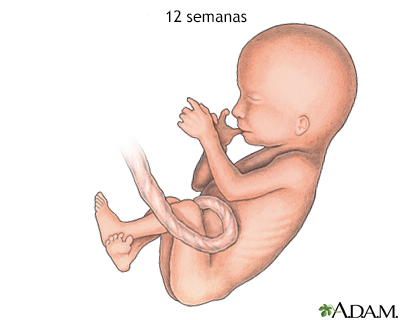 Feto de 12 semanas