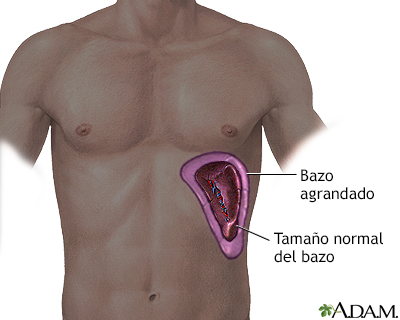 Bazo agrandado
